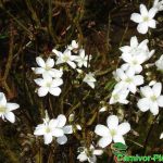 Fleischfressende Pflanzen, Blüten von Drosera binata dichotoma Typ giant. Fleischfressende Pflanzen, Blüten von Drosera binata dichotoma Typ giant.