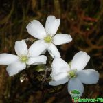 Fleischfressende Pflanzen, Nahaufnahme von Drosera binata dichotoma Typ giant Blüte. Fleischfressende Pflanzen, Nahaufnahme von Drosera binata dichotoma Typ giant Blüte.