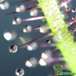 Fleischfressende Pflanzen, Drosera binata dichotoma Typ giant Nahaufnahme. Fleischfressende Pflanzen, Drosera binata dichotoma Typ giant Nahaufnahme.
