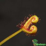 Fleischfressende Pflanzen, Drosera binata, gegabelter Sonnentau, verschlossen. Fleischfressende Pflanzen, Drosera binata, Sonntentau, verschlossen.