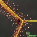Fleischfressende Pflanzen, Sonnentau, Drosera binata Nahaufnahme. Fleischfressende Pflanzen, Drosera binata Nahaufnahme.