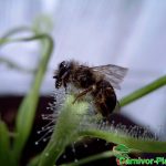 Fleischfressende Pflanzen, eine Biene auf einem Kap-Sonnentau, Drosera capensis alba. Fleischfressende Pflanzen, Biene auf Drosera capensis alba.