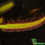 Fleischfressende Pflanzen, Blatt mit Tentakel von Drosera capensis, dem roten Kap Sonnentau. Fleischfressende Pflanzen, Blatt mit Tentakel von Drosera capensis.