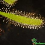 Fleischfressende Pflanzen, Blatt mit Tentakel von Drosera capensis alba Fleischfressende Pflanzen, Blatt mit Tentakel von Drosera capensis alba