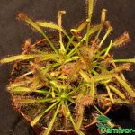 Fleischfressende Pflanzen, Kap Sonnentau, Drosera capensis. Fleischfressende Pflanzen, Sonnentau, Drosera capensis.