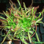 Fleischfressende Pflanzen, der rote Kap-Sonnentau, Drosera capensis. Fleischfressende Pflanzen, Drosera capensis, Kap Sonnentau.