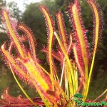 Fleischfressende Pflanzen, Kap Sonnentau, Drosera capensis im Sonnentlicht. Fleischfressende Pflanzen, Drosera capensis. Sonnentau im Sonnenlicht.