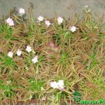 Fleischfressende Pflanzen, Sonnentau, Drosera capensis mit Blüten. Fleischfressende Pflanzen, Kap Sonnentau, Drosera capensis mit Blüte.