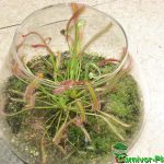 Fleischfressende Pflanzen, Drosera capensis, der Kap Sonnentau im Glas. Fleischfressende Pflanzen, Kap Sonnentau, Drosera capensis im Glas.
