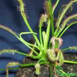 Fleischfressende Pflanzen, Drosera capensis alba Jungpflanze. Fleischfressende Pflanzen, Drosera capensis alba Jungpflanze.