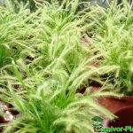 Fleischfressende Pflanzen, der weiße Kap Sonnentau. Viele Drosera capensis alba. Fleischfressende Pflanzen, weißer Kap Sonnentau, Drosera capensis alba.