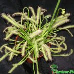 Fleischfressende Pflanzen, der weiße Kap Sonnentau, Drosera capensis alba. Fleischfressende Pflanzen, weißer Kap Sonnentau, Drosera capensis alba.