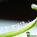 Fleischfressende Pflanzen, Falle des weißen Kap Sonnentaus, Drosera capensis alba. Fleischfressende Pflanzen, Drosera capensis alba Falle.