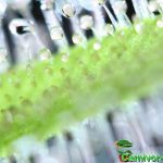 Fleischfressende Pflanzen, Nahaufnahme von Drosera capensis alba, der weiße Kap Sonnentau. Fleischfressende Pflanzen, Drosera capensis alba Nahaufnahme.