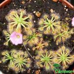 Fleischfressende Pflanzen, Zwergsonnentau, Drosera ericksionaea mit Blüte. Fleischfressende Pflanzen, Drosera ericksionaea mit Blüte.