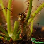 Fleischfressende Pflanzen, Drosera filiformis, der fadenförmige Sonnentau, mit gefangener Schnacke. Fleischfressende Pflanzen, Drosera filiformis mit gefangener Schnacke.