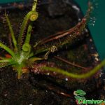 Fleischfressende Pflanzen, junger fadenförmiger Sonnentau, Drosera filiformis mit gefangener Schnacke. Fleischfressende Pflanzen, junge Drosera filiformis mit gefangener Schnacke.