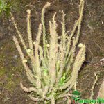 Fleischfressende Pflanzen, Drosera filiformis, der fadenförmige Sonnentau im Freien. Fleischfressende Pflanzen, Drosera filiformis