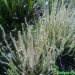 Fleischfressende Pflanzen, Drosera filiformis, der fadenförmige Sonnentau im Moorbeet. Fleischfressende Pflanzen, Drosera filiformis im Moorbeet