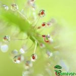 Fleischfressende Pflanzen, der fadenförmige Sonnentau, Drosera filiformis. Nahaufnahme Fleischfressende Pflanzen, Drosera filiformis Nahaufnahme.