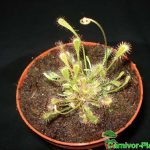 Fleischfressende Pflanzen, Drosera nidiformis. Sonnentau. Fleischfressende Pflanzen, Drosera nidiformis.