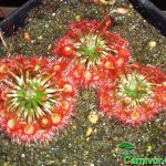 Fleischfressende Pflanzen, Zwergsonnentau, Drosera nitidula x occidentalis. Fleischfressende Pflanzen, Drosera nitidula x occidentalis, ein Zwergsonnentau.