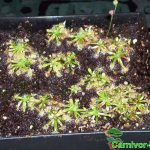 Fleischfressende Pflanzen, der Zwergsonnentau, Drosera paleacea Fleischfressende Pflanzen, Zwergsonnentau, Drosera paleacea