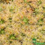 Fleischfressende Pflanzen, Drosera paleacea, Zwergsonnentau. Fleischfressende Pflanzen, Zwergsonnentau, Drosera paleacea.