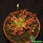 Fleischfressende Pflanzen, Sonnentau. Drosera paradosa. Fleischfressende Pflanzen, Drosera paradosa. Sonnentau.