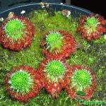 Fleischfressende Pflanzen, Zwergsonnentau, Drosera pulchella mit Brutschuppen. Fleischfressende Pflanzen, Drosera pulchella mit Brutschuppen