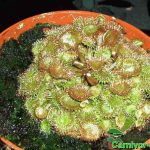 Fleischfressende Pflanzen, Drosera rotundifolia, der rundblättrige Sonnentau. Fleischfressende Pflanzen, Drosera rotundifolia.