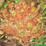 Fleischfressende Pflanzen, rundblättriger Sonnentau, Drosera rotundifolia im Moorbeet. Fleischfressende Pflanzen, Sonnentau, Drosera rotundifolia im Moorbeet