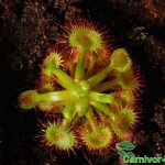 Fleischfressende Pflanzen, Drosera rotundifolia einzelne Pflanze. Fleischfressende Pflanzen, Drosera rotundifolia einzelne Pflanze.