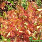 Fleischfressende Pflanzen, der rundblättrige Sonnentau, Drosera rotundifolia im Moorbeet. Fleischfressende Pflanzen, Drosera rotundifolia im Moorbeet