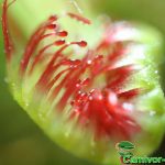 Fleischfressende Pflanzen, der rundblättrige Sonnentau verschlossen, Drosera rotundifolia. Fleischfressende Pflanzen, Drosera rotundifolia verschlossen.