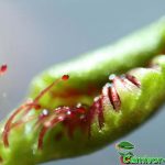 Fleischfressende Pflanzen, verchlossene Drosera rotundifolia, der rundblättrige Sonnentau. Fleischfressende Pflanzen, Drosera rotundifolia verschlossen.