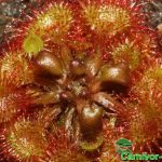 Fleischfressende Pflanzen, Großaufnahme des rundblättrigen Sonnentaus, Drosera rotundifolia. Fleischfressende Pflanzen, Drosera rotundifolia Großaufnahme.