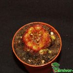Fleischfressende Pflanzen, Drosera rotundifolia, Jungpflanze Fleischfressende Pflanzen, Drosera rotundifolia Jungpflanze.