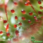 Fleischfressende Pflanzen, Drosera rotundifolia Nahaufnahme Fleischfressende Pflanzen, Drosera rotundifolia Nahaufnahme.