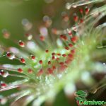 Fleischfressende Pflanzen, der rundblättrige Sonnentau, Drosera rotundifolia. Sonnentau Fleischfressende Pflanzen, Drosera rotundifolia, Sonnentau.