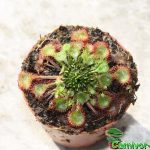 Fleischfressende Pflanzen, der rundblättrige Sonnentau, Drosera rotundifolia in Winterruhe. Fleischfressende Pflanzen, Drosera rotundifolia in Winterruhe