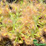 Fleischfressende Pflanzen, Zwergsonnentau, Drosera scorpioides. Fleischfressende Pflanzen, Drosera scorpioides.