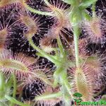 Fleischfressende Pflanzen, der große Zwergsonnentau, Drosera scorpioides Nahaufnahme Fleischfressende Pflanzen, Drosera scorpioides Nahaufnahme.