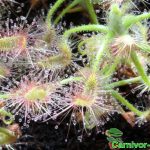 Fleischfressende Pflanzen, Falle des großen Zwergsonnentaus, Drosera scorpioides. Fleischfressende Pflanzen, Drosera scorpioides Falle.
