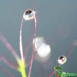 Fleischfressende Pflanzen, Tautropfen eines Sonnentaus, Drosera capensis. Fleischfressende Pflanzen, Drosera Tautropfen.
