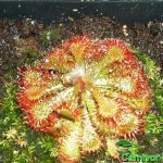 Fleischfressende Pflanzen, Drosera venusta, der Sonnentau. Fleischfressende Pflanzen, Sonnentau, Drosera venusta.