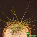 Fleischfressende Pflanzen, das Taublatt, Drosophyllum lusitanicum. Fleischfressende Pflanzen, Drosophyllum das Taublatt