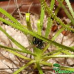 Fleischfressende Pflanzen, Drosophyllum mit Beute als Nahaufnahme Fleischfressende Pflanzen, Drosophyllum mit Beute als Nahaufnahme