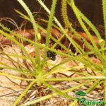 Fleischfressende Pflanzen, viele Tentakel des Taublattes. Fleischfressende Pflanzen, viele Tentakel von Drosophyllum