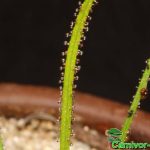 Fleischfressende Pflanzen, Drosophyllum Tentakel Nahaufnahme Fleischfressende Pflanzen, das Taublatt Drosophyllum Tentakel Nahaufnahme